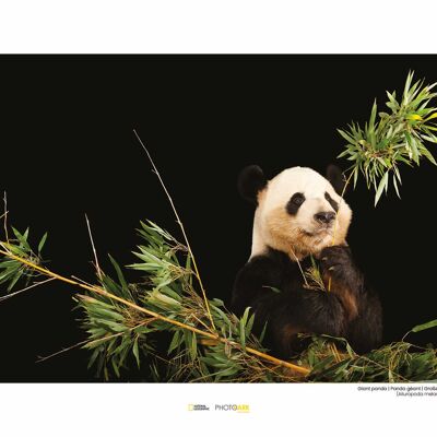 Mural - Panda Gigante - Medida: 40 x 30 cm