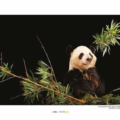 Wandbild - Giant Panda - Größe: 40 x 30 cm