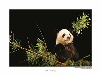 Papier Peint - Panda Géant - Format : 40 x 30 cm