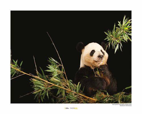 Wandbild - Giant Panda - Größe: 50 x 40 cm