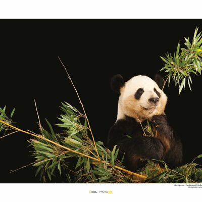 Papier Peint - Panda Géant - Dimensions : 50 x 40 cm