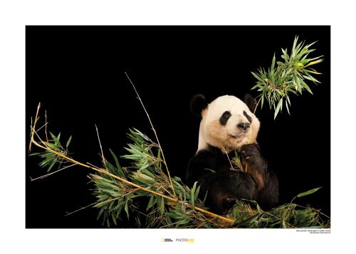 Wandbild - Giant Panda - Größe: 70 x 50 cm