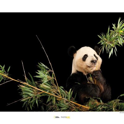Wandbild - Giant Panda - Größe: 70 x 50 cm