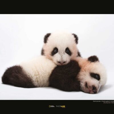 Papier Peint - Panda Géant - Dimensions : 40 x 30cm