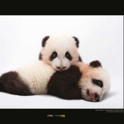 Wandbild - Giant Panda - Größe: 40 x 30cm