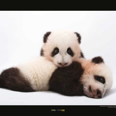 Papier Peint - Panda Géant - Dimensions : 50 x 40cm
