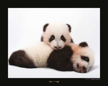 Papier Peint - Panda Géant - Dimensions : 50 x 40cm