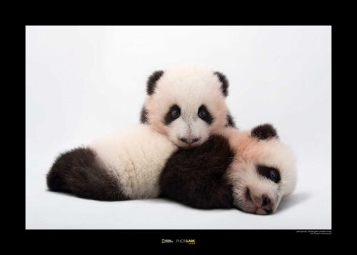 Wandbild - Giant Panda - Größe: 70 x 50cm