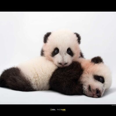 Murale - Panda gigante - Dimensioni: 70 x 50 cm