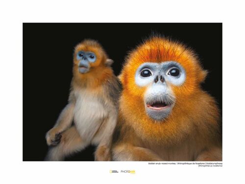 Wandbild - Golden Snub-nosed Monkey - Größe: 40 x 30 cm