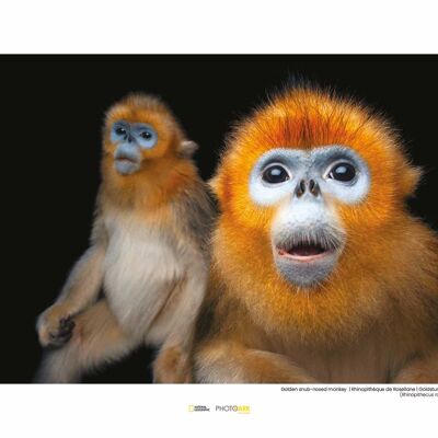 Wandbild - Golden Snub-nosed Monkey - Größe: 40 x 30 cm