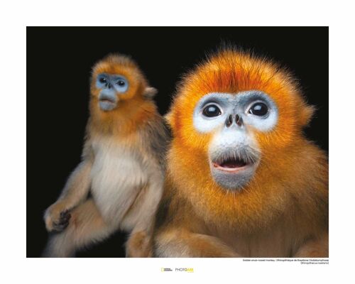 Wandbild - Golden Snub-nosed Monkey - Größe: 50 x 40 cm
