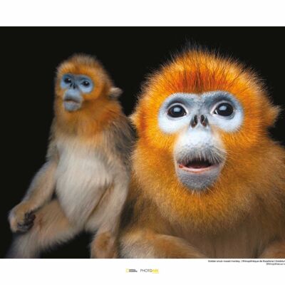 Mural - Golden Snub-nosed Monkey - Size: 50 x 40 cm