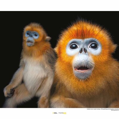 Wandbild - Golden Snub-nosed Monkey - Größe: 50 x 40 cm