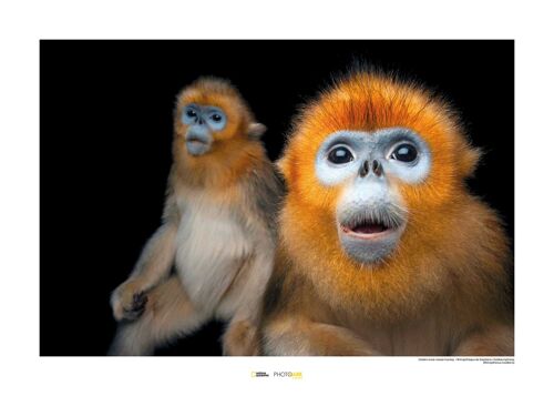 Wandbild - Golden Snub-nosed Monkey - Größe: 70 x 50 cm