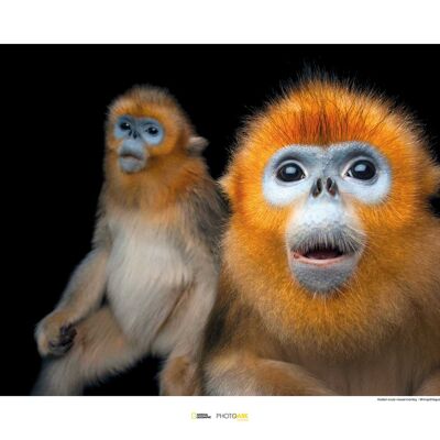 Wandbild - Golden Snub-nosed Monkey - Größe: 70 x 50 cm