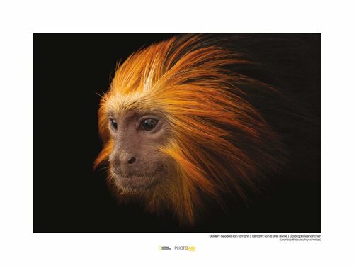 Wandbild - Golden-headed Lion Tamarin - Größe: 40 x 30 cm