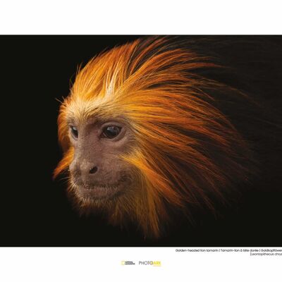 Peinture murale - Tamarin Lion à tête dorée - Dimensions : 40 x 30 cm