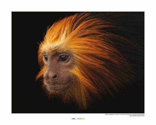 Wandbild - Golden-headed Lion Tamarin - Größe: 50 x 40 cm