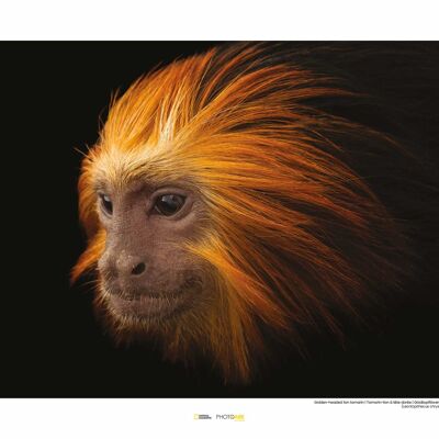 Wandbild - Golden-headed Lion Tamarin - Größe: 50 x 40 cm