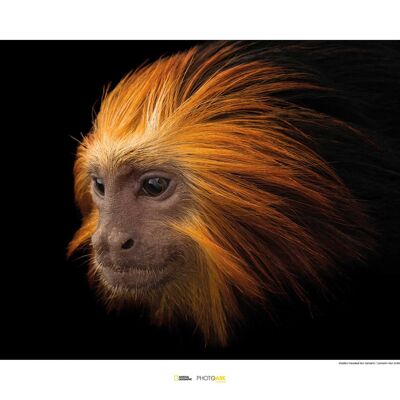 Wandbild - Golden-headed Lion Tamarin - Größe: 70 x 50 cm