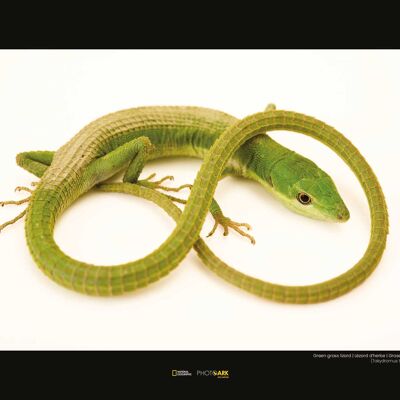 Mural - Green Grass Lizard - Size: 40 x 30 cm