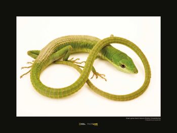 Peinture murale - Lézard d'herbe verte - Dimensions : 40 x 30 cm