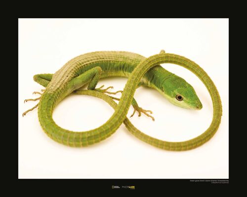 Wandbild - Green Grass Lizard - Größe: 50 x 40 cm