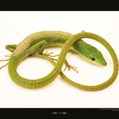 Mural - Green Grass Lizard - Size: 50 x 40 cm