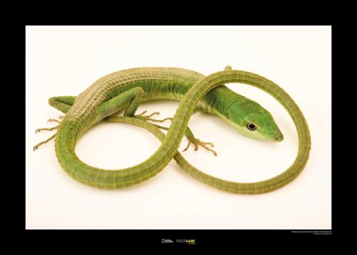 Wandbild - Green Grass Lizard - Größe: 70 x 50 cm
