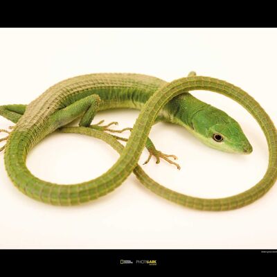 Mural - Green Grass Lizard - Size: 70 x 50 cm