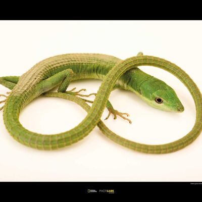 Wandbild - Green Grass Lizard - Größe: 70 x 50 cm