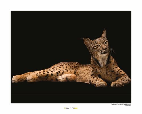 Wandbild - Iberian Lynx - Größe: 50 x 40 cm