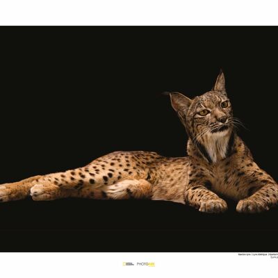 Wandbild - Iberian Lynx - Größe: 50 x 40 cm