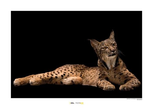 Wandbild - Iberian Lynx - Größe: 70 x 50 cm