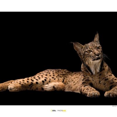 Wandbild - Iberian Lynx - Größe: 70 x 50 cm