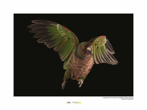Wandbild - Imperial Parrot - Größe: 40 x 30 cm