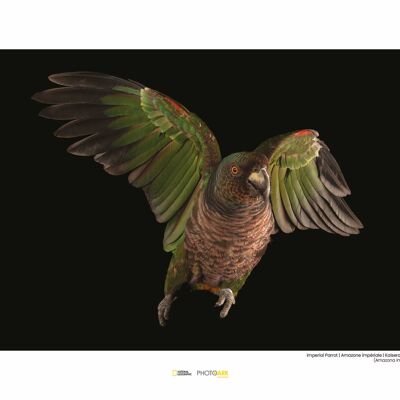 Mural - Imperial Parrot - Size: 40 x 30 cm