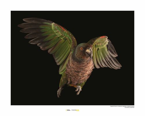 Wandbild - Imperial Parrot - Größe: 50 x 40 cm