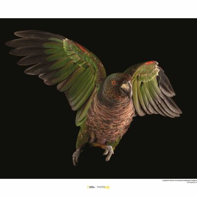 Wandbild - Imperial Parrot - Größe: 50 x 40 cm