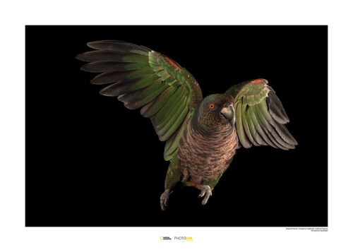 Wandbild - Imperial Parrot - Größe: 70 x 50 cm