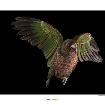 Mural - Imperial Parrot - Size: 70 x 50 cm