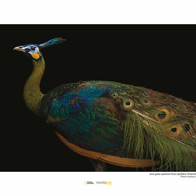 Mural - Java Green Peafowl - Size: 40 x 30 cm