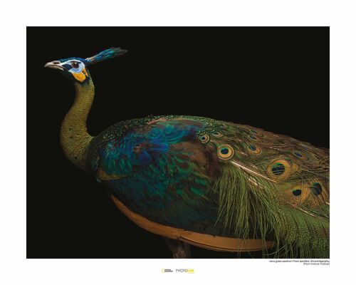 Wandbild - Java Green Peafowl - Größe: 50 x 40 cm