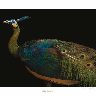 Mural - Java Green Peafowl - Size: 50 x 40 cm