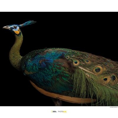 Wandbild - Java Green Peafowl - Größe: 70 x 50 cm