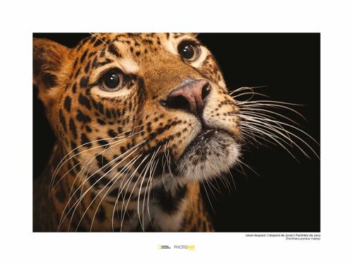 Wandbild - Javan Leopard - Größe: 40 x 30 cm