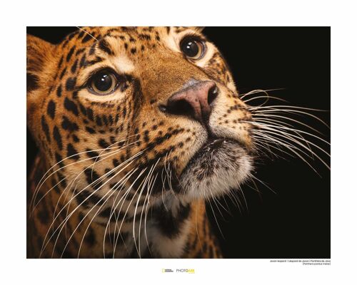 Wandbild - Javan Leopard - Größe: 50 x 40 cm