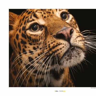 Wandbild - Javan Leopard - Größe: 50 x 40 cm