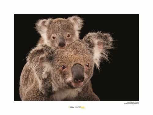 Wandbild - Koala Bear - Größe: 40 x 30 cm
